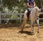 Vendo cavalla andalusa PRE ANCCE di 5  anni