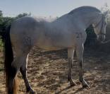 Vendo cavalla andalusa PRE ANCCE di 5  anni