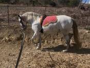 Vendo cavalla andalusa PRE ANCCE di 5  anni