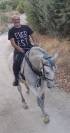 Vendo cavalla andalusa PRE ANCCE di 5  anni