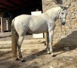 Vendo cavalla andalusa PRE ANCCE di 5  anni