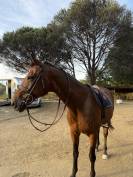 Cheval CSO 130