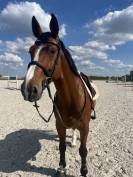 Cheval de saut &agrave; vendre 