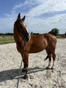 Cheval de saut &agrave; vendre 