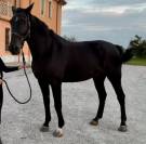 Castrone di 12 anni - salto ostacoli