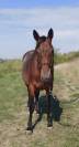 Jument Appaloosa OC 6 ans