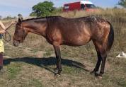 Jument Appaloosa OC 6 ans