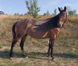 Jument Appaloosa OC 6 ans