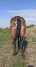 Jument Appaloosa OC 6 ans