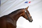 Hongre Selle Fran&ccedil;ais 2022 Dressage 