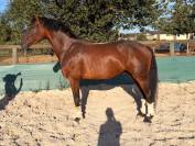 Hongre Selle Fran&ccedil;ais 2022 Dressage 