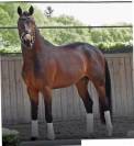 Hongre Selle Fran&ccedil;ais 2022 Dressage 