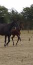 Hongre Selle Fran&ccedil;ais 2022 Dressage 