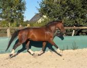 Hongre Selle Fran&ccedil;ais 2022 Dressage 