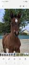 Foal Femelle 2026 PFS dressage 