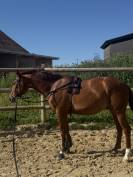 Demi Pension 77- Figaro Mill d'Arx (4ans - Oldenbourg) 
