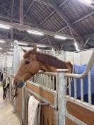 Demi Pension 77- Figaro Mill d'Arx (4ans - Oldenbourg) 