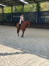 Demi Pension 77- Figaro Mill d'Arx (4ans - Oldenbourg) 
