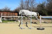 Ponette pfs 13 ans poulini&egrave;re 