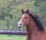GUI NEL CARUSO, yearling Welsh Cob