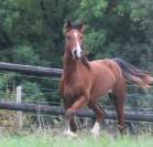 GUI NEL CARUSO, yearling Welsh Cob