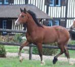GUI NEL CARUSO, yearling Welsh Cob