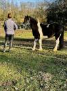 Poney 12 ans ONC 1m30