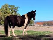 Poney 12 ans ONC 1m30