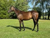 Mare English Thoroughbred For sale 2024 Bay