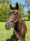 Mare English Thoroughbred For sale 2024 Bay