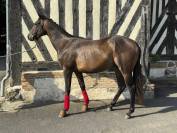 Mare English Thoroughbred For sale 2024 Bay