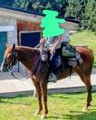 Super cheval de randonn&eacute;e et loisirs 