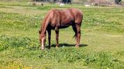Super cheval de randonn&eacute;e et loisirs 