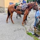 Super cheval de randonn&eacute;e et loisirs 
