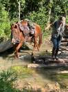 Super cheval de randonn&eacute;e et loisirs 