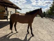 Poney D 4ans 