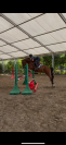 Poney D 4ans 