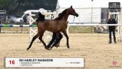 Pur sang arabe 