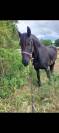 Magnifique hongre Frison &ndash; 8 ans