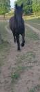  Magnifique hongre Frison &ndash; 8 ans