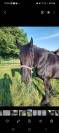  Magnifique hongre Frison &ndash; 8 ans