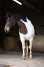 Poney de famille/ sport 