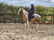 PAMPAM, JOLI PONEY D 