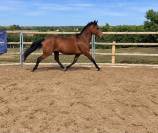 Caballo castrado Trot&oacute;n Franc&eacute;s En venta 2022 Bayo