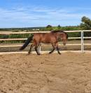 Caballo castrado Trot&oacute;n Franc&eacute;s En venta 2022 Bayo
