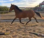 Caballo castrado Trot&oacute;n Franc&eacute;s En venta 2022 Bayo