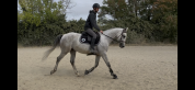 Hongre Anglo-arabe souche hongroise, 6 ans
