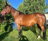 Broodmare Selle Fran&ccedil;ais For sale 2010 Bay