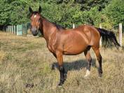 Broodmare Selle Fran&ccedil;ais For sale 2010 Bay