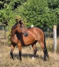 Broodmare Selle Fran&ccedil;ais For sale 2010 Bay